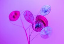 Silver Lining Herbs: Discover Nature’s Hidden Healing Secrets