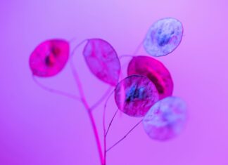 Silver Lining Herbs: Discover Nature’s Hidden Healing Secrets