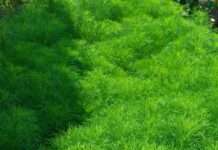 Herbs For Hair Growth: Unlock Nature’s Secrets For Lush Locks