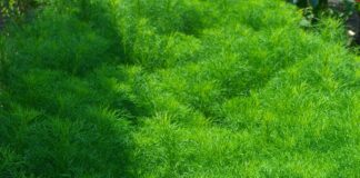 Herbs For Hair Growth: Unlock Nature’s Secrets For Lush Locks