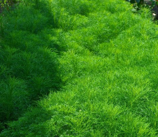 Herbs For Hair Growth: Unlock Nature’s Secrets For Lush Locks