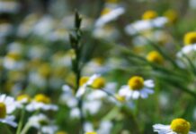 Natural Herbs That Transform Your Health: Discover Their Secrets