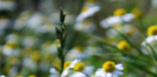 Natural Herbs That Transform Your Health: Discover Their Secrets