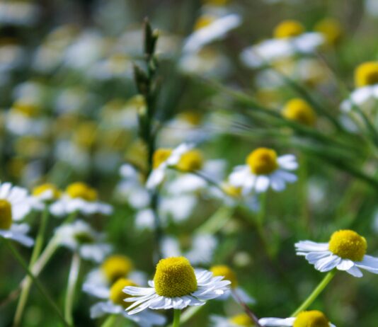 Natural Herbs That Transform Your Health: Discover Their Secrets