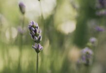 Herb Easley: Discover The Secrets To Natural Wellness Today