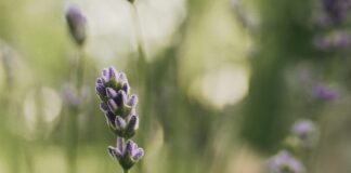 Herb Easley: Discover The Secrets To Natural Wellness Today