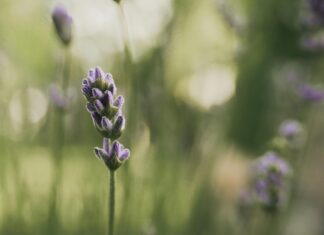 Herb Easley: Discover The Secrets To Natural Wellness Today