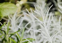 Herbs To Grow: Discover The Best Varieties For Your Garden