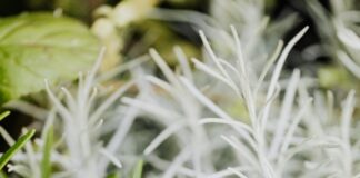 Herbs To Grow: Discover The Best Varieties For Your Garden