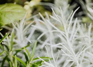 Herbs To Grow: Discover The Best Varieties For Your Garden