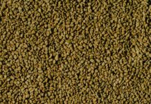 Herb Fenugreek: Unlock Its Amazing Health Benefits Today!