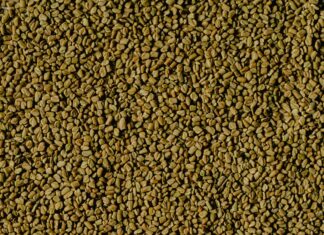 Herb Fenugreek: Unlock Its Amazing Health Benefits Today!