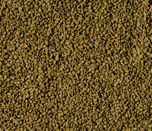 Herb Fenugreek: Unlock Its Amazing Health Benefits Today!