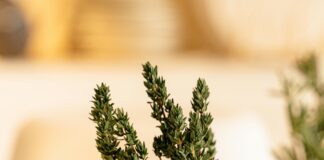 Thyme Herb Plant: Discover Its Amazing Health Benefits Today!