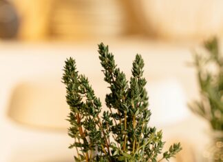 Thyme Herb Plant: Discover Its Amazing Health Benefits Today!