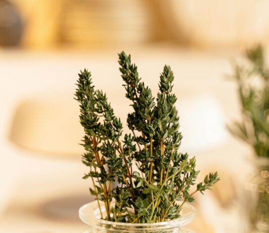 Thyme Herb Plant: Discover Its Amazing Health Benefits Today!
