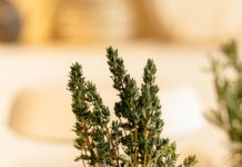 Thyme Herb: Discover Its Surprising Health Benefits and Uses