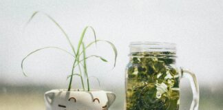 Cat’s Claw Herb: Unlock Nature’s Secret to Enhanced Wellness