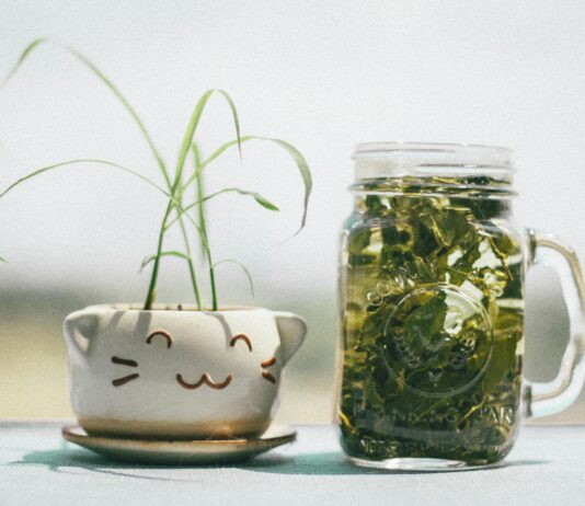 Cat’s Claw Herb: Unlock Nature’s Secret to Enhanced Wellness