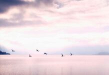 Sunset Lake CBD: Discover The Amazing Benefits You Can’t Miss