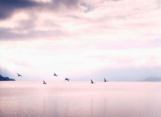 Sunset Lake CBD: Discover The Amazing Benefits You Can’t Miss