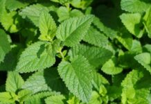 Mint Herb Benefits: Discover Surprising Uses That Will Amaze You
