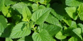 Mint Herb Benefits: Discover Surprising Uses That Will Amaze You