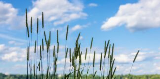 Herb Chambers Honda Westborough Massachusetts: Why Choose Us?