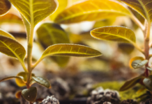 Herb Easley Wichita Falls: Discover Secrets to Local Success Today