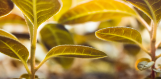 Herb Easley Wichita Falls: Discover Secrets to Local Success Today