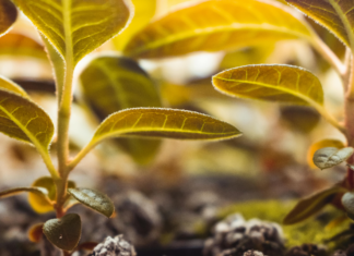 Herb Easley Wichita Falls: Discover Secrets to Local Success Today