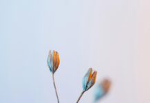 Fire Cider Using Dried Herbs: Unlock Powerful Natural Remedies Today