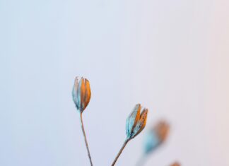 Fire Cider Using Dried Herbs: Unlock Powerful Natural Remedies Today