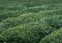 Hill Country Herb Garden: Discover Secrets To Lush, Fragrant Greens