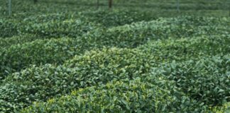 Hill Country Herb Garden: Discover Secrets To Lush, Fragrant Greens