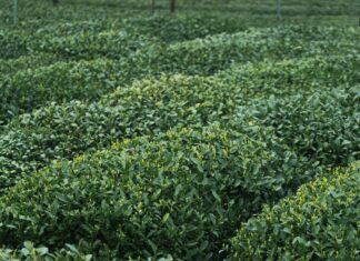 Hill Country Herb Garden: Discover Secrets To Lush, Fragrant Greens