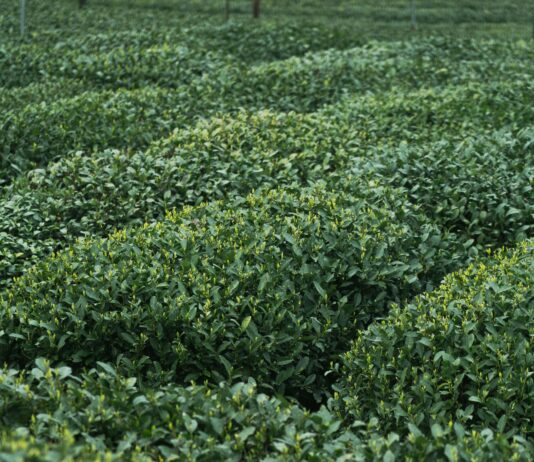 Hill Country Herb Garden: Discover Secrets To Lush, Fragrant Greens Home