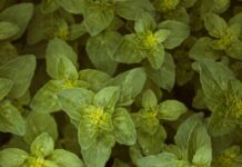 Oregano Herb Leaves: Discover Amazing Benefits and Uses Today