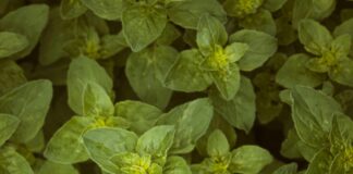 Oregano Herb Leaves: Discover Amazing Benefits and Uses Today
