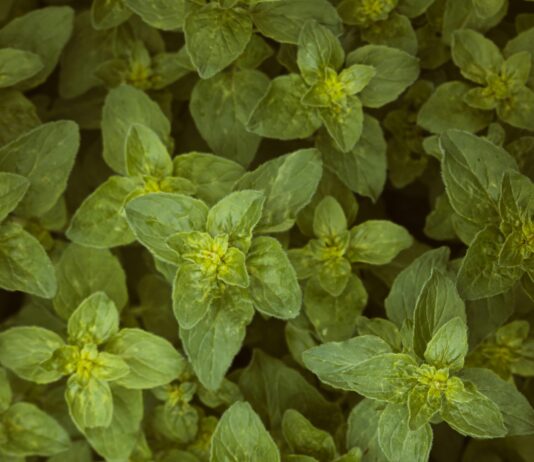 Oregano Herb Leaves: Discover Amazing Benefits and Uses Today