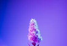 Herbs Hideout: Discover Hidden Benefits and Secrets Today