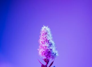 Herbs Hideout: Discover Hidden Benefits and Secrets Today