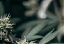 Bloom CBD Gummies: Discover The Powerful Benefits You Didn’t Know