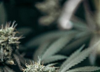 Bloom CBD Gummies: Discover The Powerful Benefits You Didn’t Know