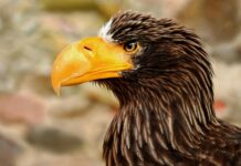 Royal CBD: Discover The Powerful Benefits That Will Surprise You