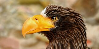 Royal CBD: Discover The Powerful Benefits That Will Surprise You