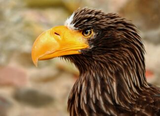 Royal CBD: Discover The Powerful Benefits That Will Surprise You