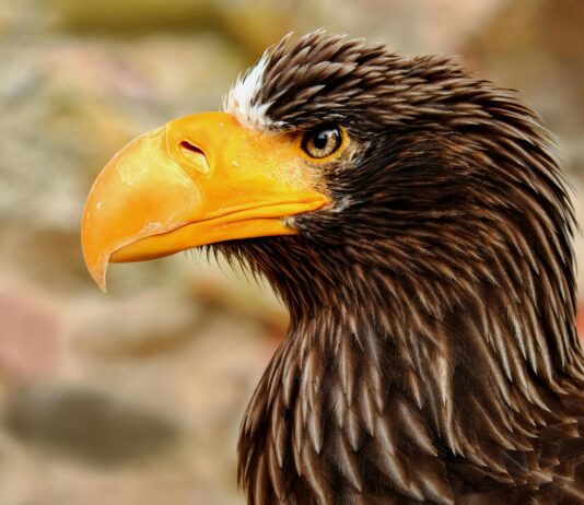 Royal CBD: Discover The Powerful Benefits That Will Surprise You