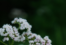 Valerian Herb Benefits: Unlock Natural Sleep and Relaxation Secrets