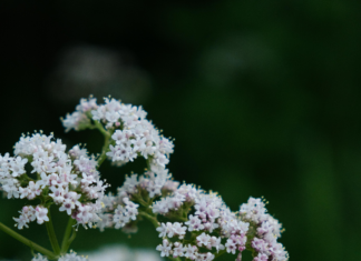 Valerian Herb Benefits: Unlock Natural Sleep and Relaxation Secrets